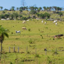 Pastures with cattle in Chiquitania